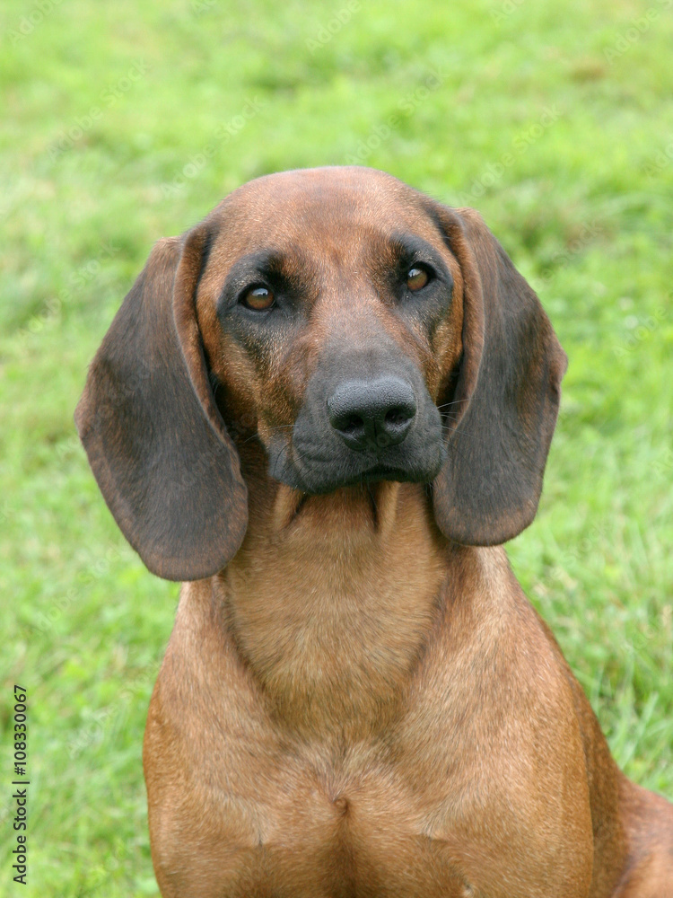 Typical Bavarian Moutain Scenthound on a green grass lawn Typical Bavarian Moutain Scenthound on a green grass lawn