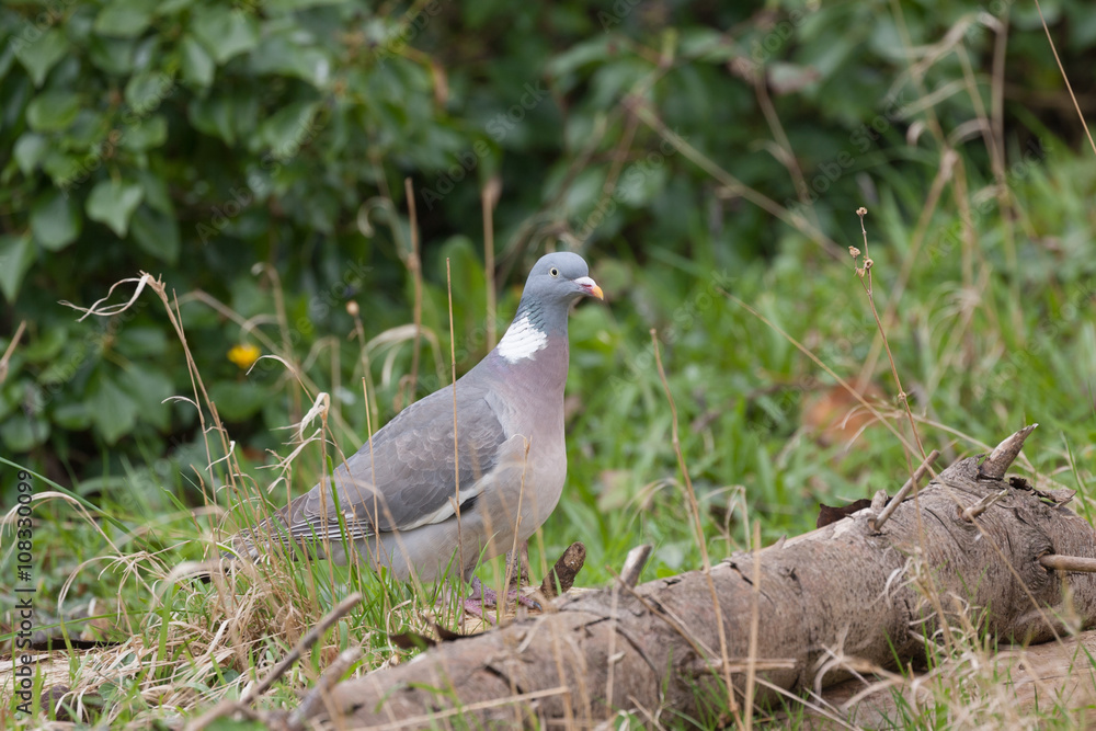 Fototapeta premium woodpigeon in the wild