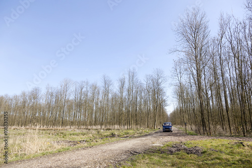 blue van between thin trees of forest in dutch province of flevo