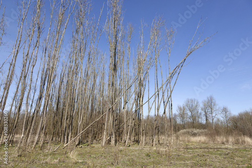 thin trees of forest and blue sky in dutch province of flevoland