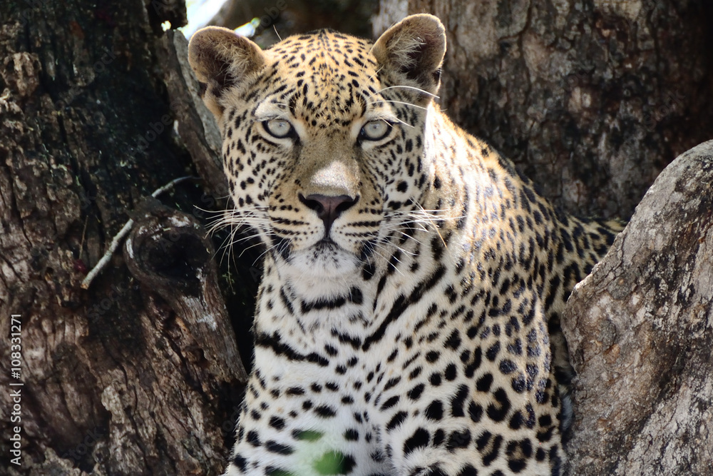African Leopard in a tree watching the passing activity African Leopard in a tree watching the passing activity