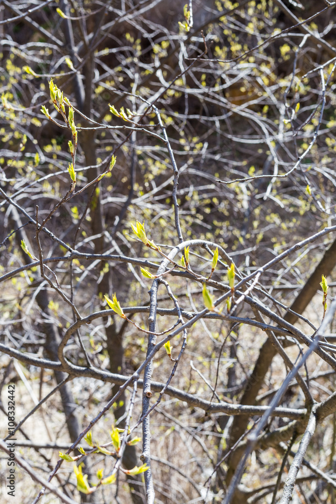 Obraz premium The first spring leaves buds at tree branches in springtime
