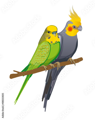 Yellow-green budgerigar and gray cockatiel sitting together on a branch. More detail.