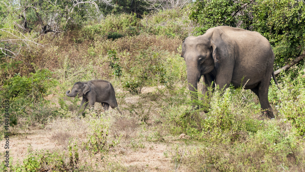 Fototapeta premium Elephant