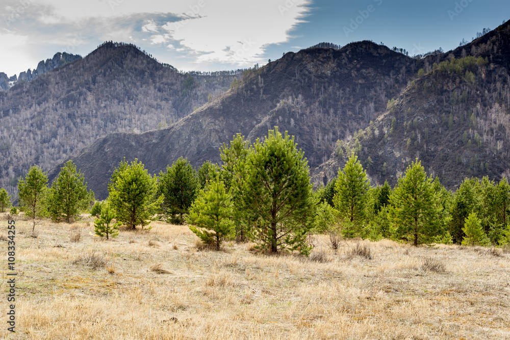 Green little pine trees at mountains background  in springtime