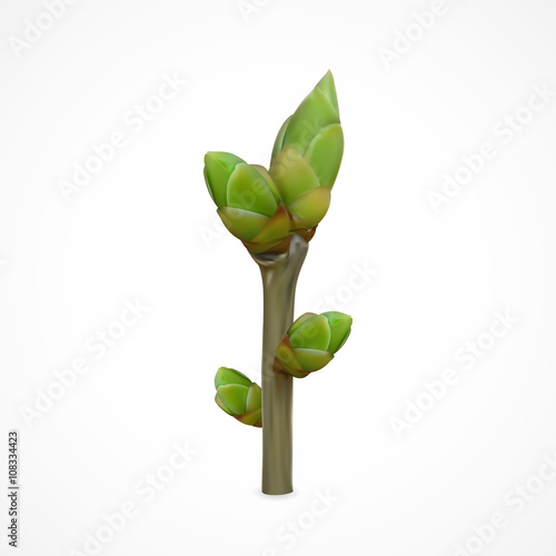Spring twig with buds