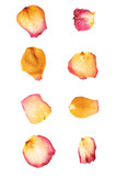 Pink rose flower petals isolated over the white background