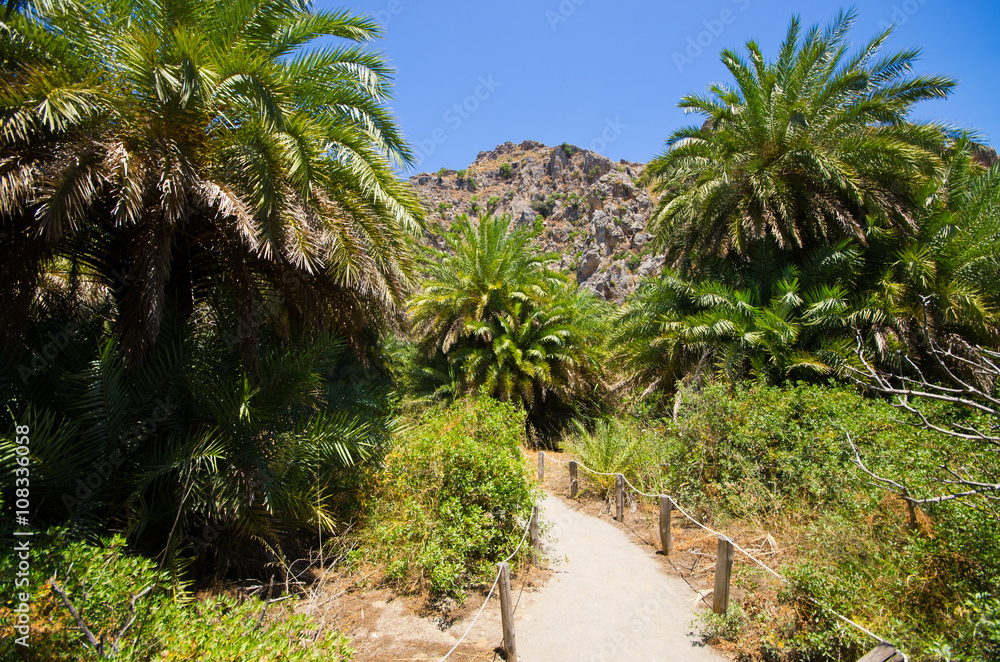 Palm forest Preveli on Crete island, Greece