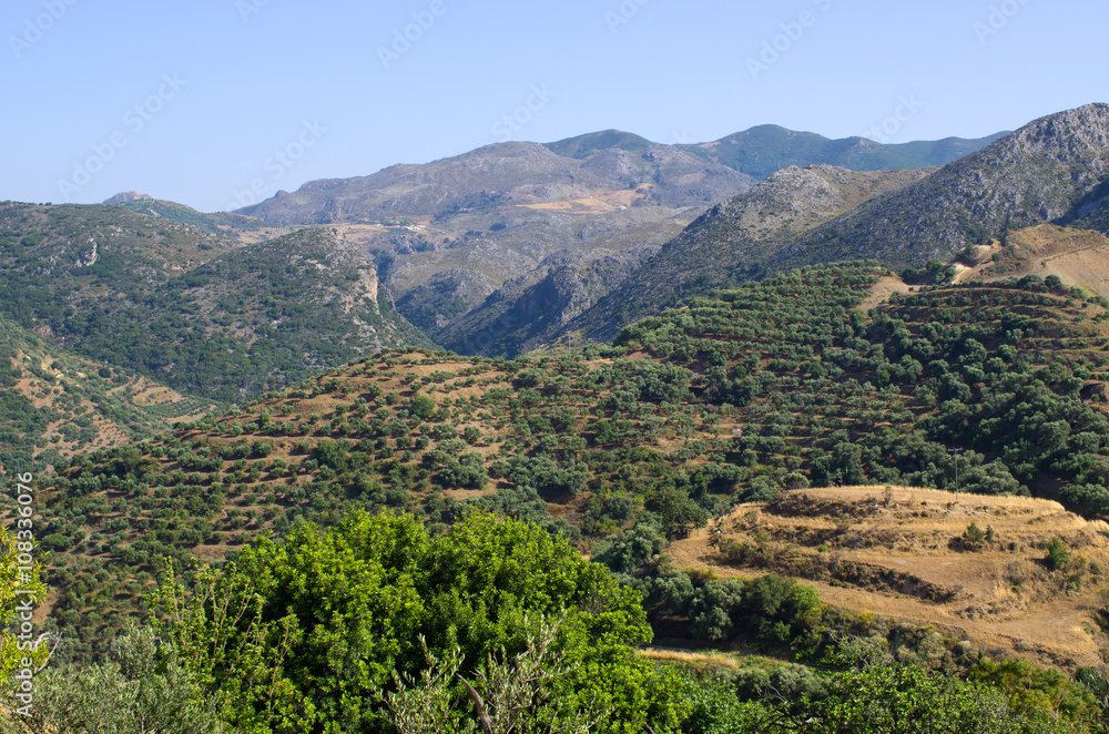 Olives plantation on Crete, Greece