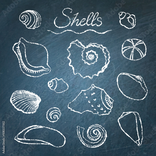 Set of shells on chalkboard