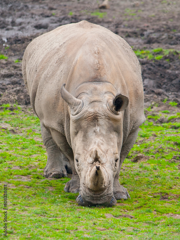 Black Rhinocero - Diceros bicornis Black Rhinocero - Diceros bicornis
