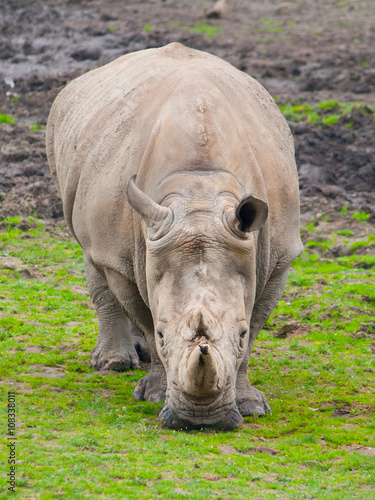 Black Rhinocero - Diceros bicornis © pyty
