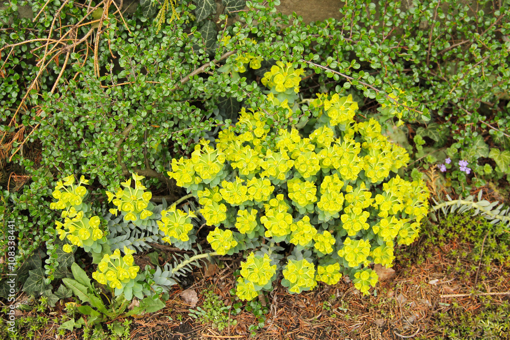 tussock of myrtle spurge with yellow blooms