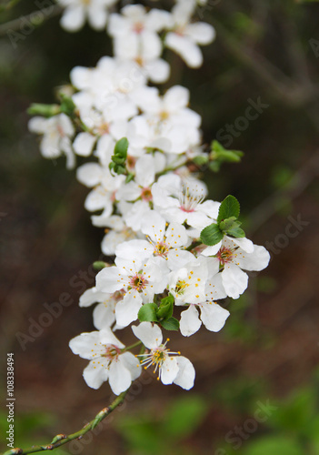 twig of cherry tree with beautiful white blossoms 