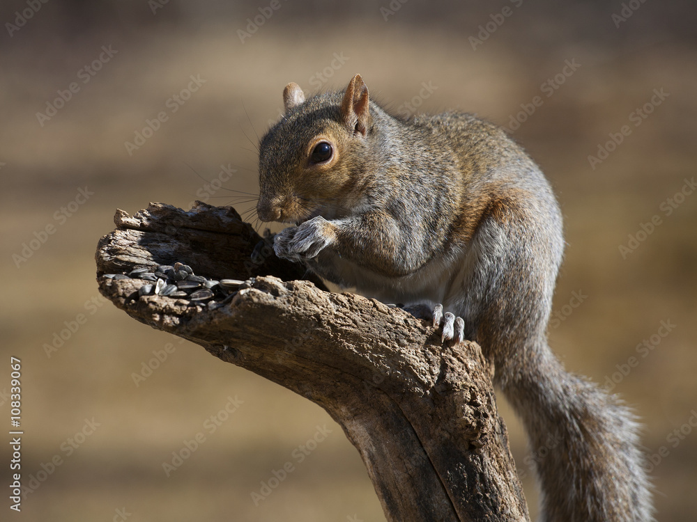 Obraz premium Crouching squirrel