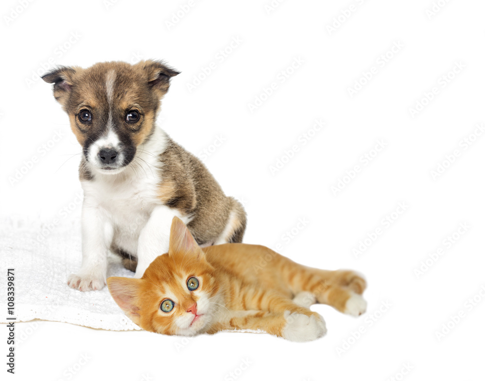 little puppy and kitten little puppy and kitten