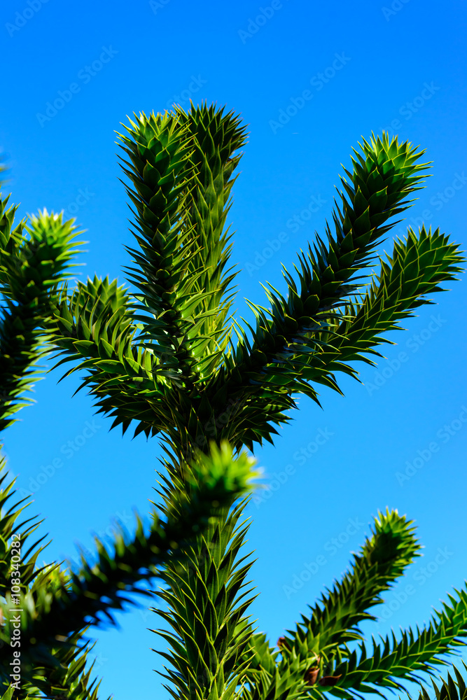 Araucaria araucana, the monkey puzzle tree, monkey tail tree, Chilean pine, or pehuen. Here seen in detail close up. It is described as a living fossil. National tree of Chile.