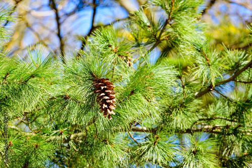 Pinus peuce, the Macedonian pine, here seen close up with one of its matured cones. photo