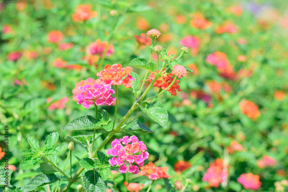 Lantana camara flower Lantana camara flower