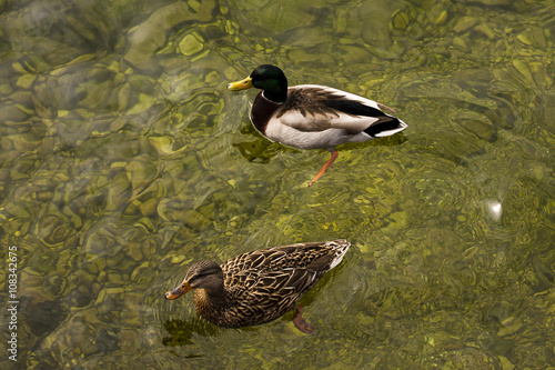 Duck into garda Lake, Italy photo