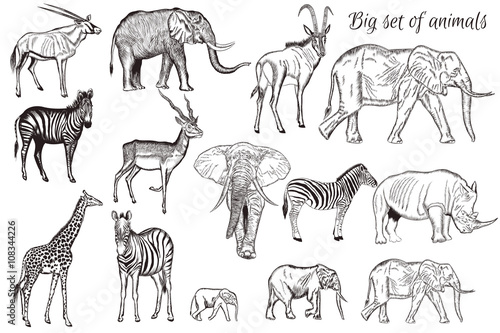 Vector set of hand drawn detailed  African animal