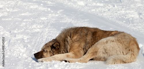 Dog sleeping on snow © BSANI