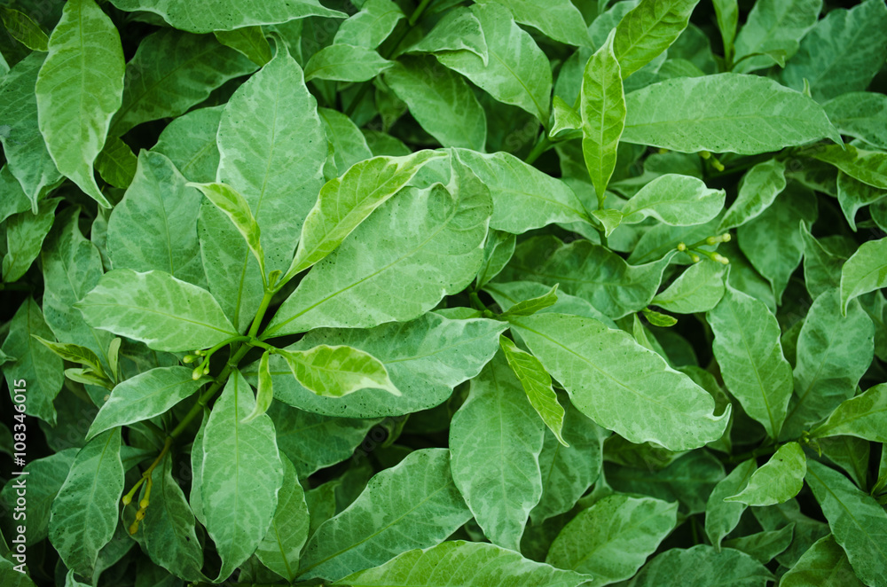 green leaf background green leaf background