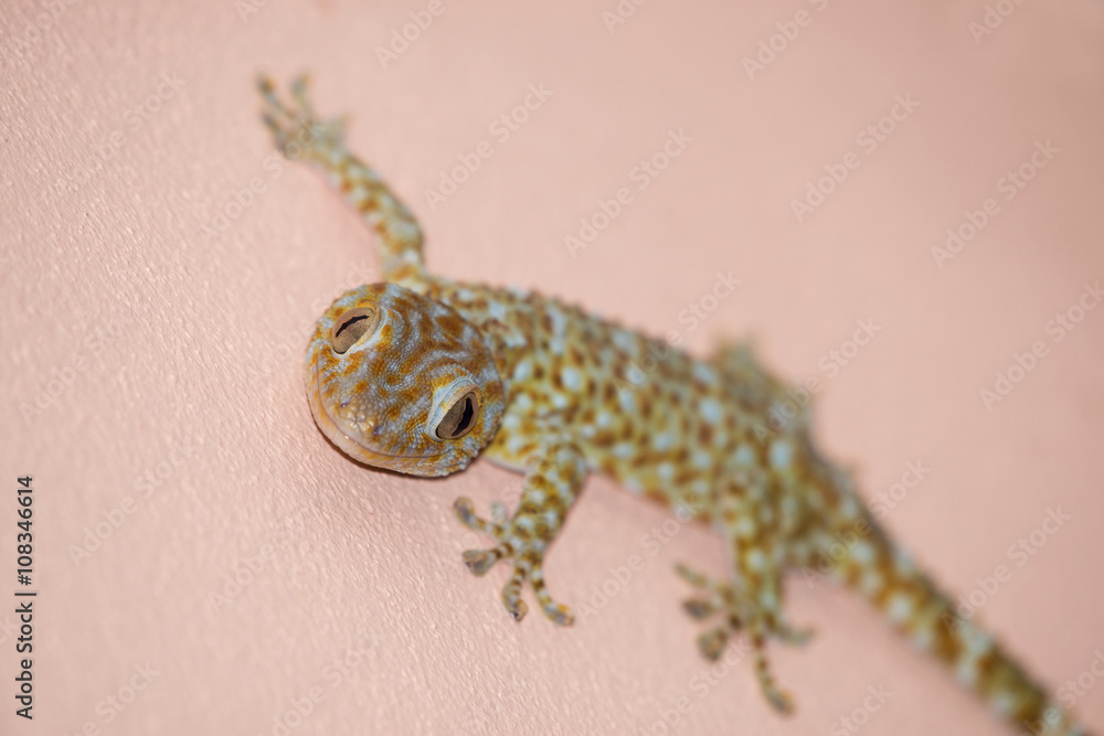 Naklejka premium gecko on the wall