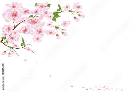 Beautiful pale pink branches of cherry blossoms on a white background for banners and congratulations