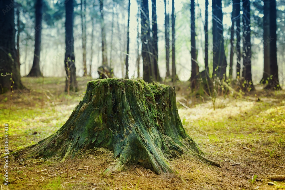 Fototapeta premium Old tree stump covered with moss in the coniferous forest, beautiful landscape