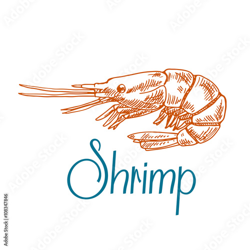 Marine shrimp or prawn sketch in engraving style