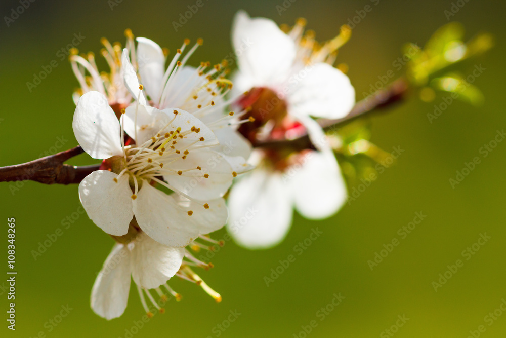 Fototapeta premium Spring flowers bloom on the trees. Macro shot garden