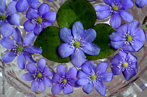 Violets