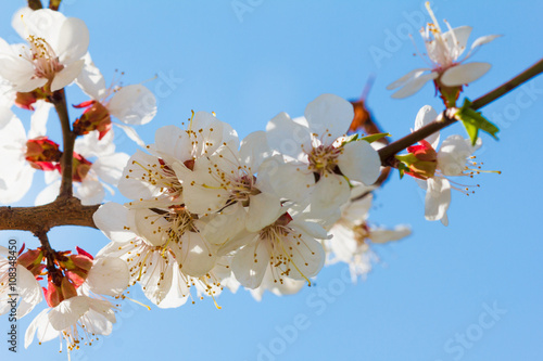 Spring flowers bloom on the...
