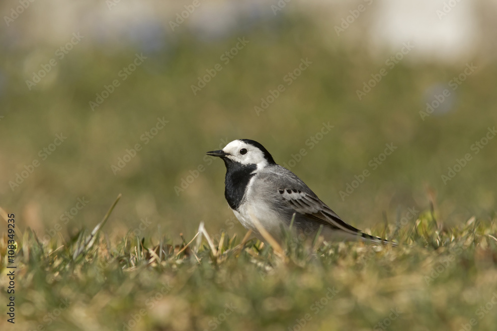 Obraz premium White wagtail (Motacilla alba) standing in the grass on the ground