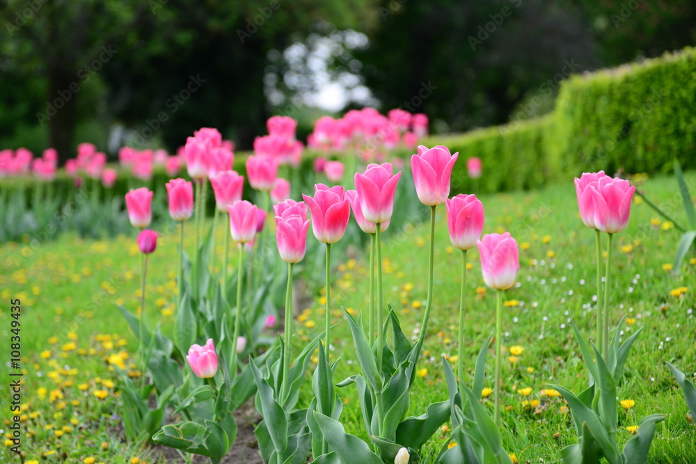 PinkTulip in Vienna, Austria