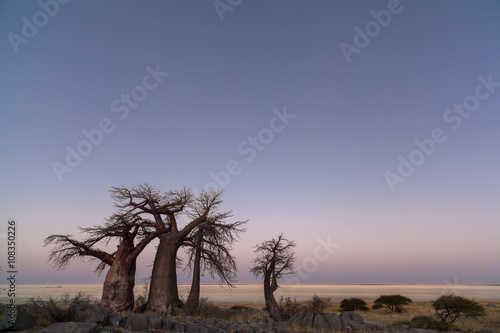Baobab Trees before sunrise