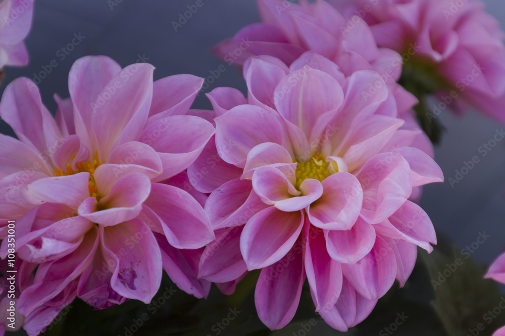 flower in the garden