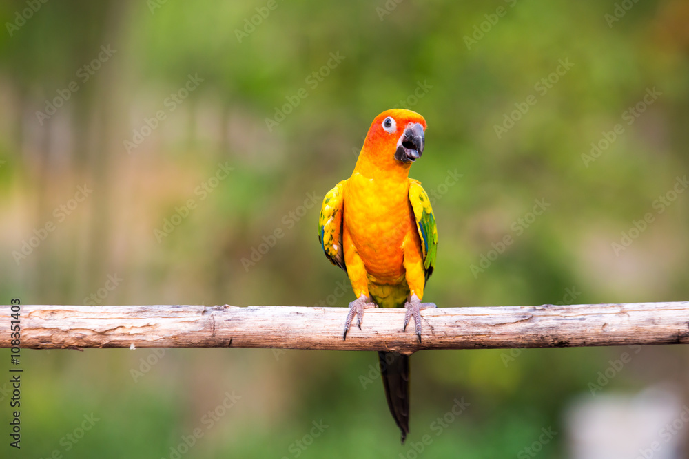 Sun Conure Parrots with nature background