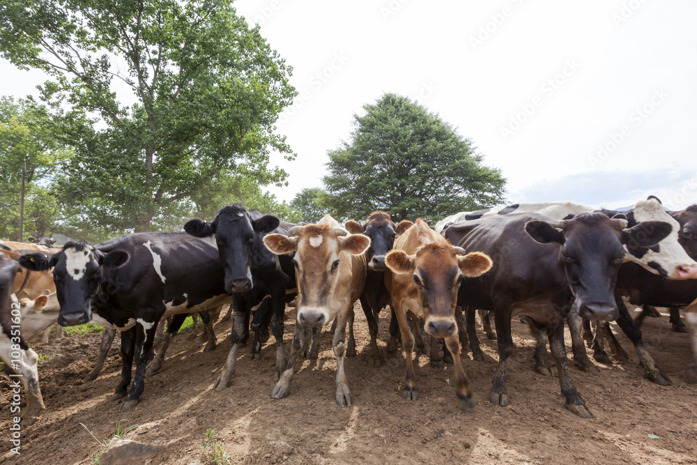 Cows standing together Cows standing together