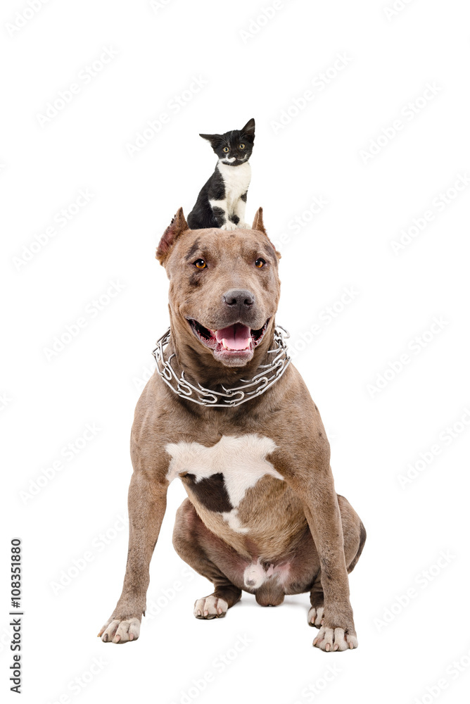 Portrait of a pit bull sitting with a kitten on the head