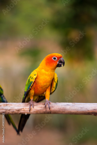 Sun Conure Parrots with nature background