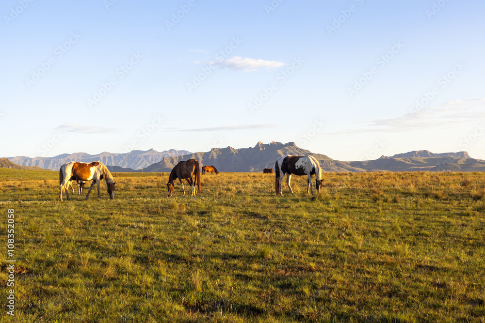 Horses grazing on green grass