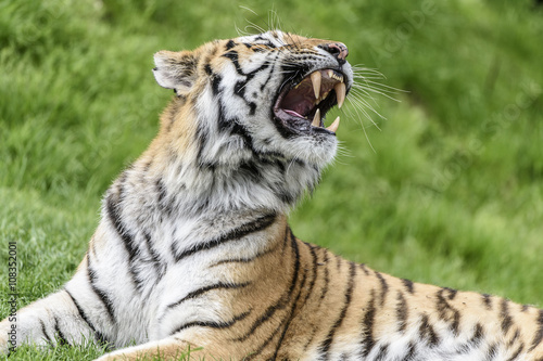 Fototapeta Naklejka Na Ścianę i Meble -  Il ruggito della Tigre