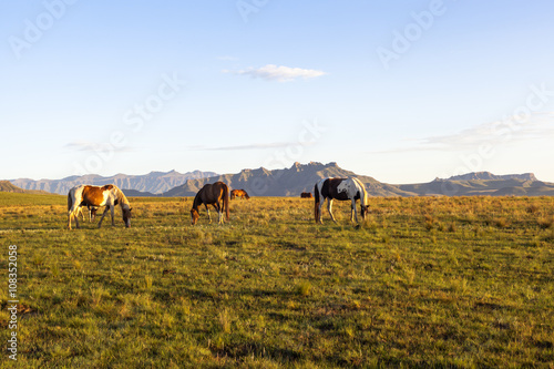 Horses grazing on green grass © hannesthirion