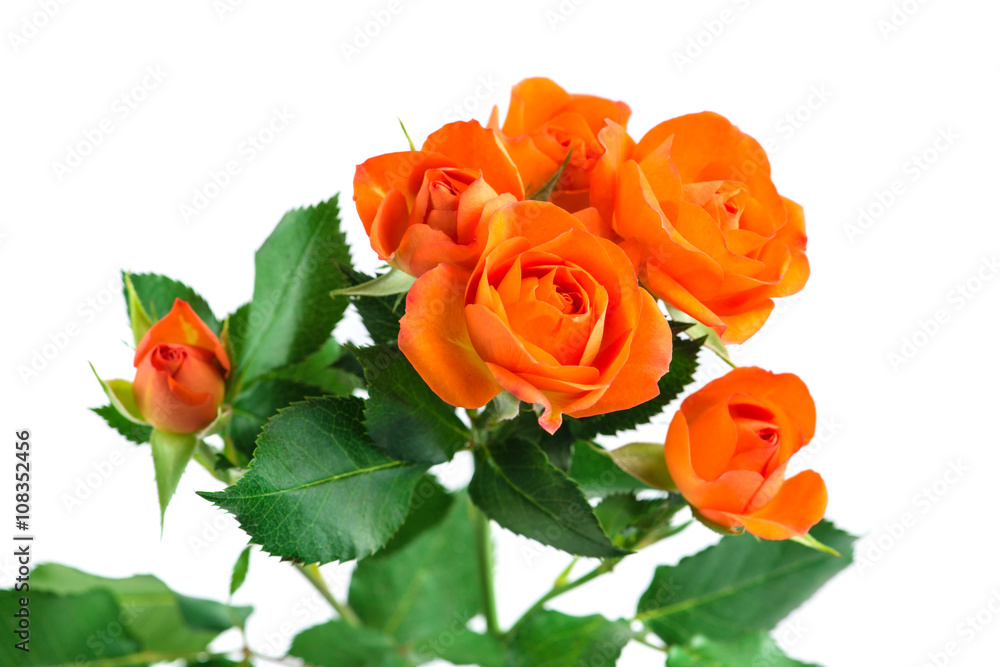 Fototapeta premium orange shrub rose bush