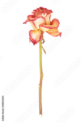 Fototapeta Naklejka Na Ścianę i Meble -  Dried pink rose over the white isolated background