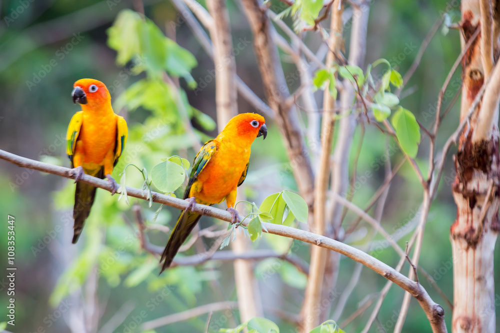 Sun Conure Parrots with nature background Sun Conure Parrots with nature background