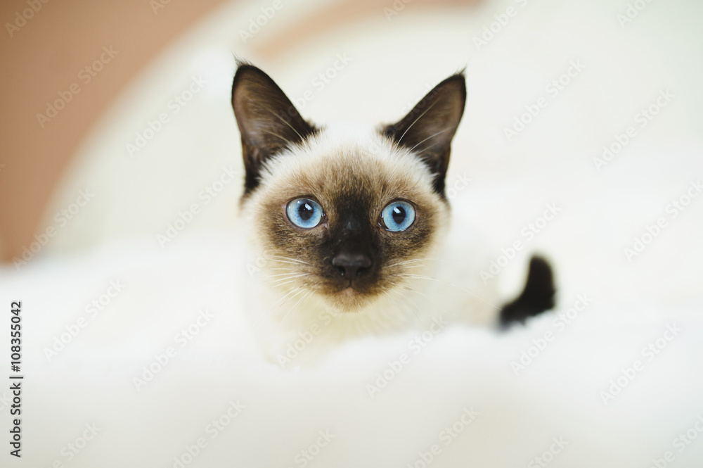 Cute Kitten with Blue Eyes