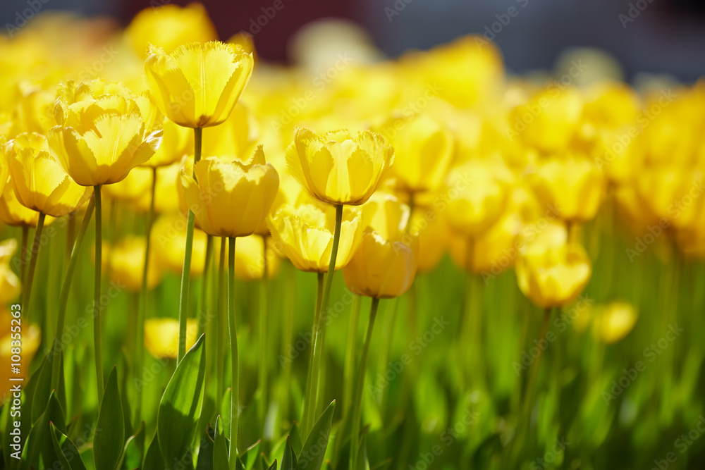 beautiful yellow tulips beautiful yellow tulips